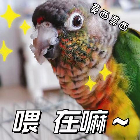 家里的新成员——小太阳鹦鹉