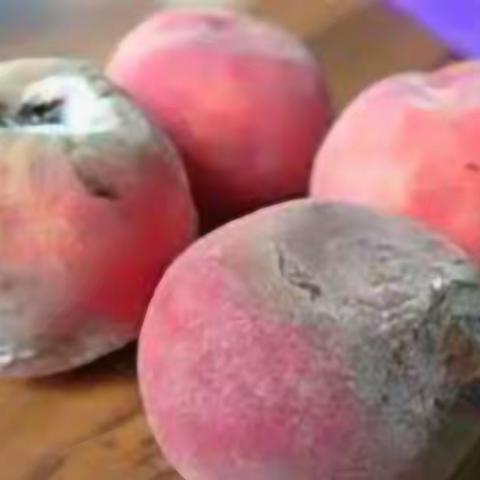 村企联建促振兴       助农惠农暖民心