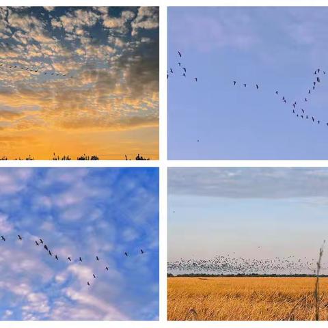 瑞鹤迎新年·人鸟共家园，鄱阳湖游玩·之百鹤洲 探索地理之美&感受飞羽之美&邂逅江豚之萌