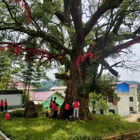 古樟千年成胜景，淡雅清流映古村