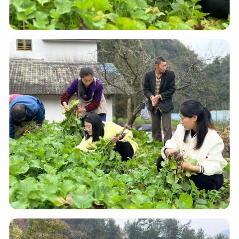 凤岭街道柏梓村开展“油菜移栽抢农时  党员干部来帮忙”主题党日活动