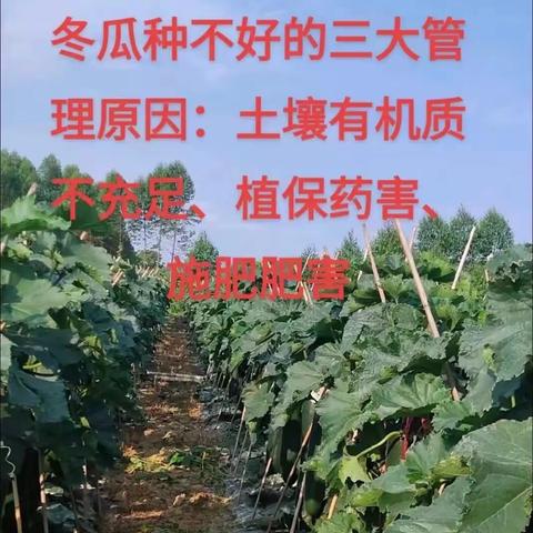 怨天怨地不怨自己永远种不好瓜