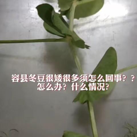冬豆很矮分丫出很多须是怎么回事？