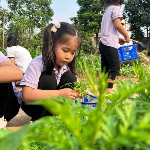 【传统文化】摘艾草  做青团——清明节艾糍粑制作活动记实