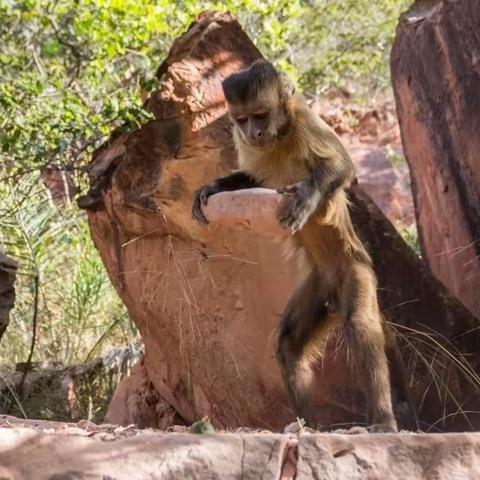 寻祖记（五）摇篮中的“杀手猿”