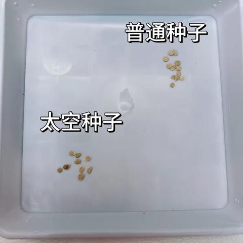 种植太空种子与普通种子