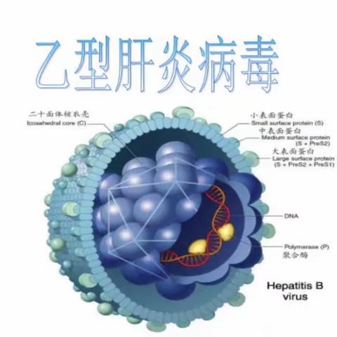 乙肝“两对半”定性和定量检测的区别
