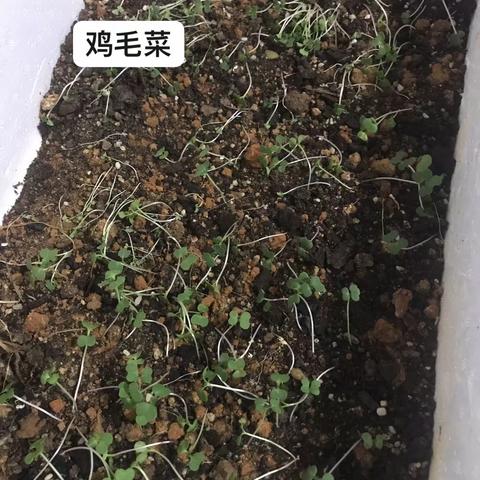 绿豆成长记 （徐嘉诚）