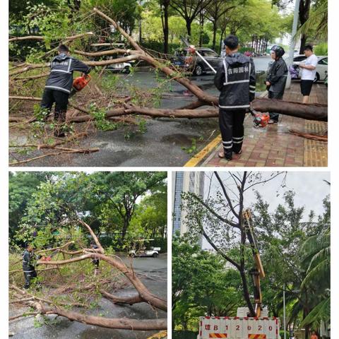 严阵以待  防御台风“泰利” ︱ 区园林绿地所持续开展防台防汛工作