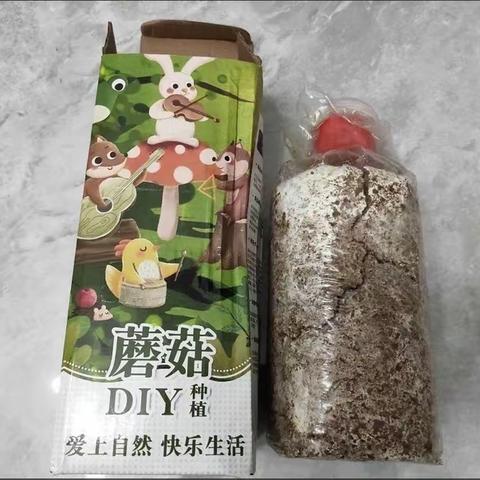 小蘑菇🍄成长记