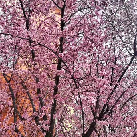 维尼班——盖房子