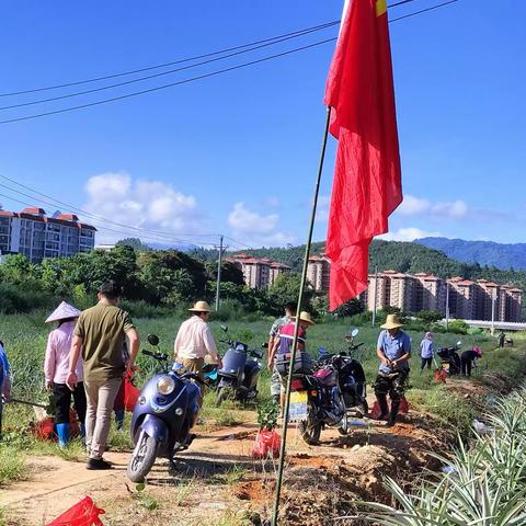 什兰村委会充分利用“四旁地”种植油茶，壮大村集体经济