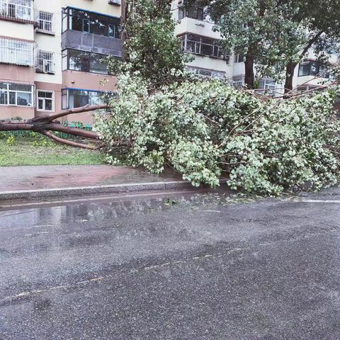 大树倾倒存隐患 网格员及时处置保安全