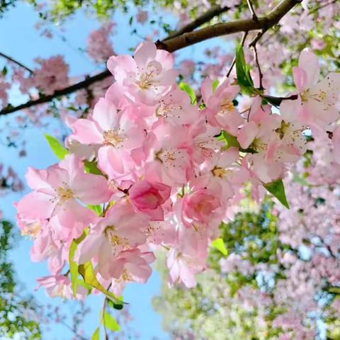 檀营蓝天幼儿园第十三届幼儿体育节系列活动暨小四班踏春活动——童心执笔，约绘春日