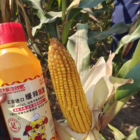 玉米高产用肥技巧