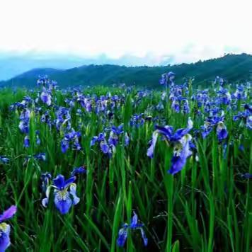 鹰落格の夏---走进原始森林的木屋世界☆秘境阿纳果