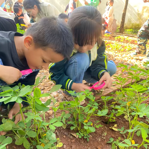 幼儿园大班“一颗花生米”班本课程构建与研究——《放大镜观察》