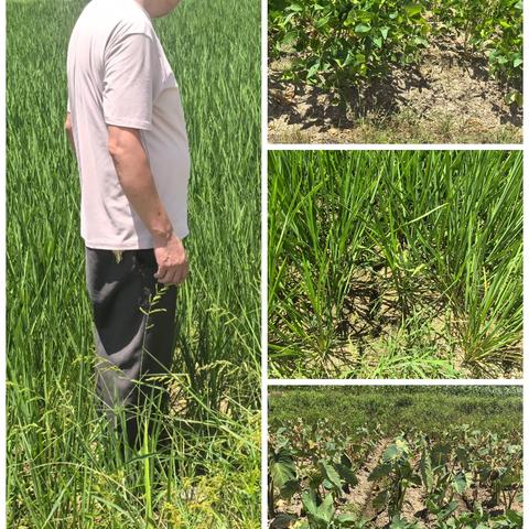 东垅水库管理所放水灌溉农作物