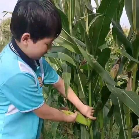 修大道 立大德 成大才"——晨曦学校践行《弟子规》 传承中国魂