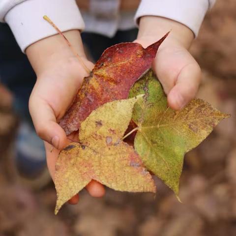 🍁抓住秋天的尾巴， ‍ 一起“趣”秋游🍂 ‍ ——贺兰县乐贝儿幼儿园