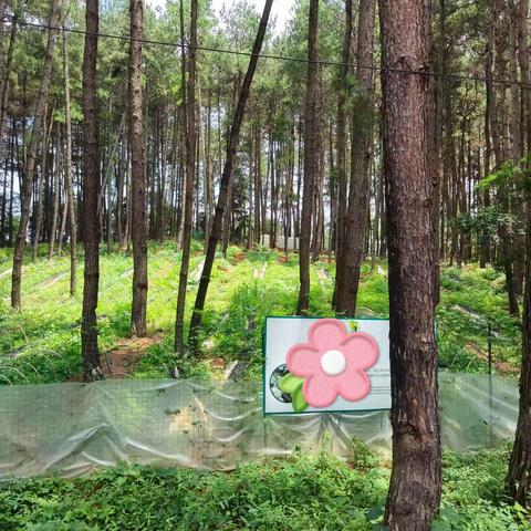 夏令营第五天☀“采蘑菇”的小朋友