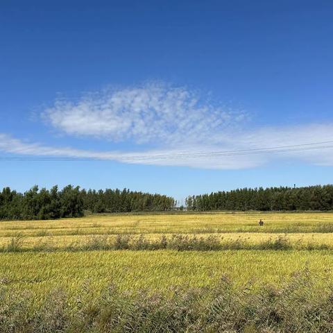 🌾🌾拥抱秋天，体验秋收🌾🌾