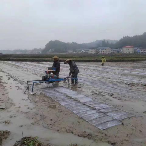 翻江镇吉长村：稳粮食促发展 乡村振兴添动力