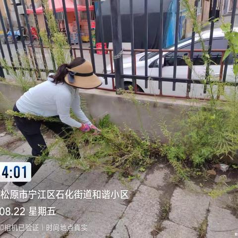 清除杂草 美化环境—石化街道开展志愿服务活动