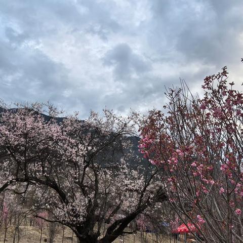 圣洁的西藏（林芝）