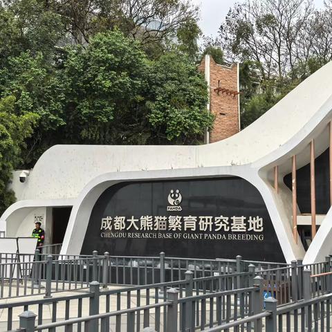 成都国宝大熊猫