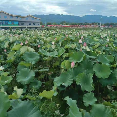 “荷”你“香”约，我们在守护