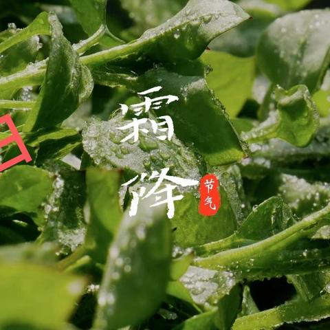 节气植语Ⅰ霜凝叶落秋声寂，精心养护巧越冬