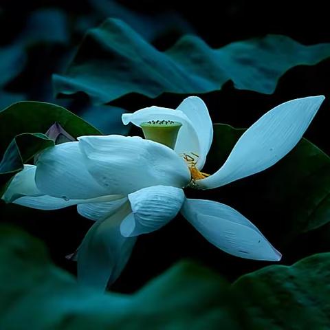 宁园雨中即景荷花