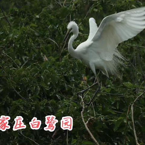 回家庄白鹭园：自然与生命的灵动画卷