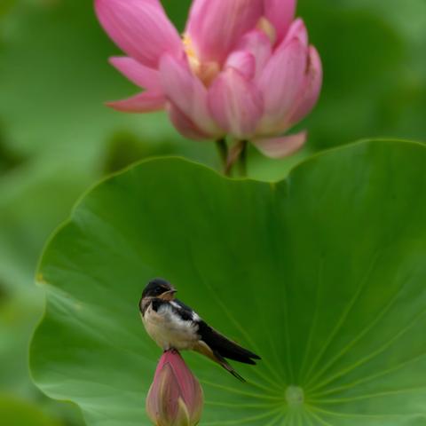 荷塘里的燕子：自然中的灵动与温情