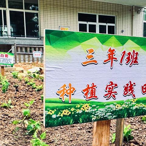 初秋相见，约定美好—— 三（1）班责任田种植小记 2