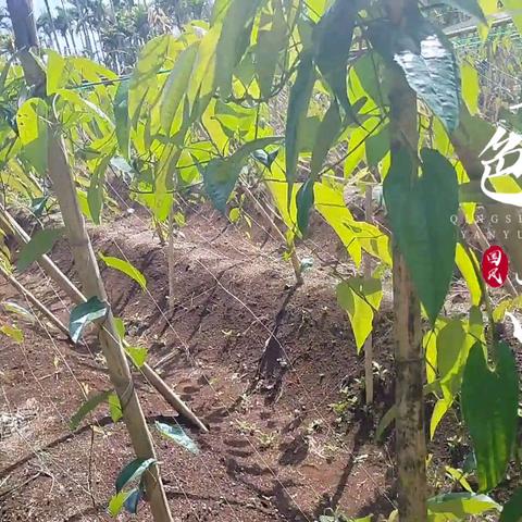 药食同源“佛手山药”的传奇生长过程