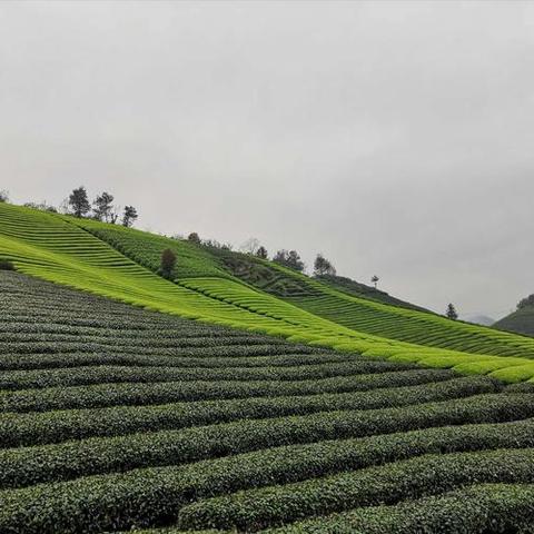 五一劳动节，劳动实践助成长——采茶制皂团建活动