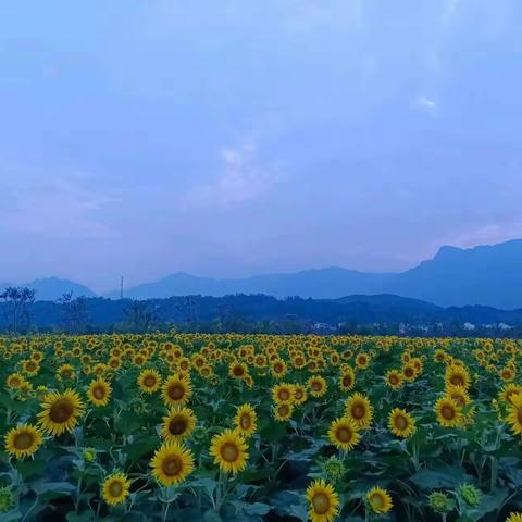 美丽星火村！夏日的向日葵花海🌻！期待您的身影！