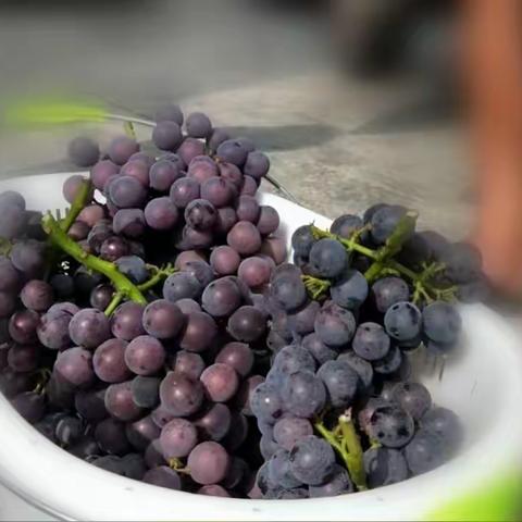 高甜预警！大石村葡萄采摘攻略来喽