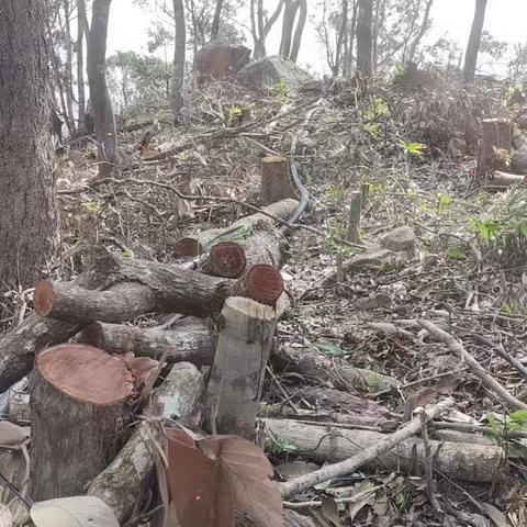 本号镇林业站组织护林员对亚欠村委会祖具岭非法采伐天然林地块进行现场勘查