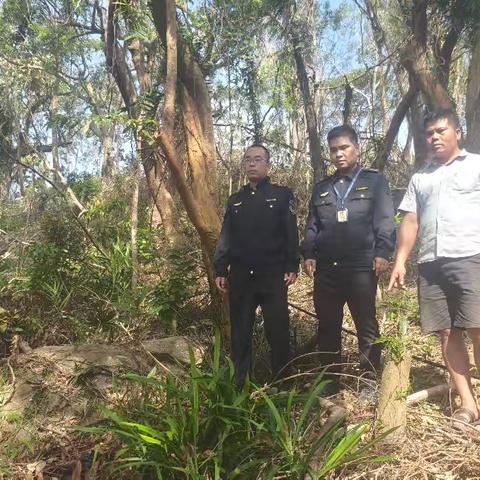 本号镇林业站配合县执法局到亚欠岭查处无证非法采伐公益林情况