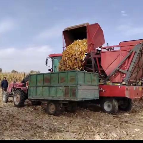 玉米丰收好时节    遍地金黄粮满仓