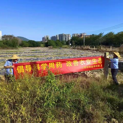 2023年11月3日.天涯区农业农村局安监第一中队员，在黑土，布甫，红塘，塔岭田洋种植地块，挂横幅倡导科学用，改善农业生态保丰收，增产增效不用愁，农民多增收。