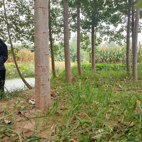 位伯镇各村开展常态化巡河，履职尽责做好河长制工作