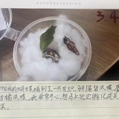 我的蝴蝶日记 二（5）班 郭杨