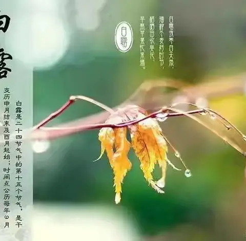 二十四节气白露“秋风生白露，露至秋意浓”——包钢十一园《白露》活动家庭指导方案