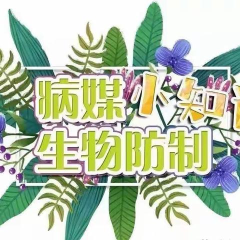 防治病媒生物，远离传染病——杨根思小学六年级3班病媒生物防治知识宣传