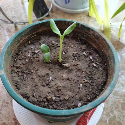 向日葵🌻成长记