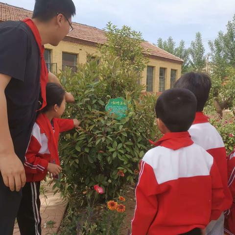 走近校园的花草树木 楼德镇东营联办小学